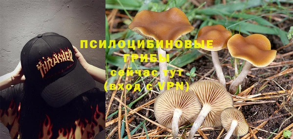 дурь Бородино
